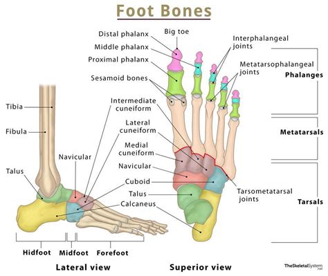 Foot Bones Names, Anatomy, Structure, Labeled Diagrams, 54% OFF