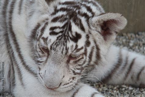 siberian tiger cub Stock Photo | Adobe Stock