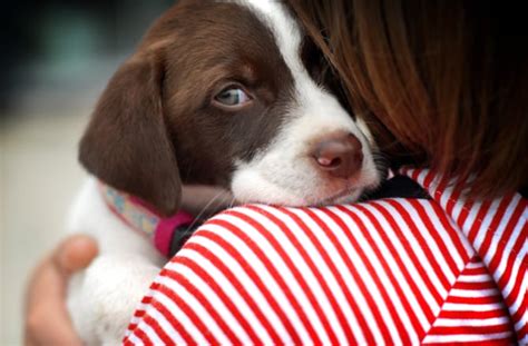 10 Reasons to Hug Your Dog | BeChewy