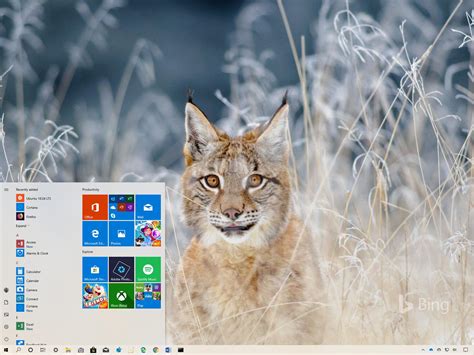 Bing Animals theme for Windows 10 (download) - Pureinfotech