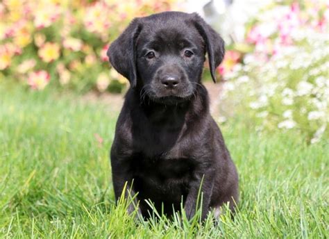 Cute Black Labrador Retriever Puppies