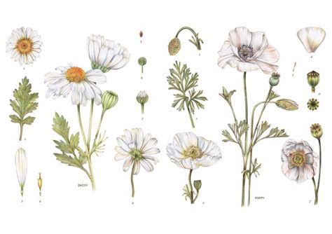 Botanical of daisy and poppy by WHITE HAT. | Daisy flower tattoos, Daisy tattoo, Botanical ...