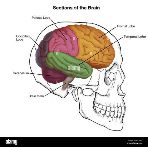 Illustration of a human skull and brain, with important sections labeled Stock Photo - Alamy