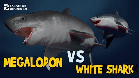 Megalodon Vs Great White Shark Size Comparison Animated Youtube | Images and Photos finder