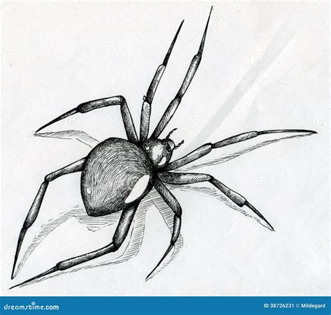 Black Widow Spider Drawing Stock Image - Image: 38726231