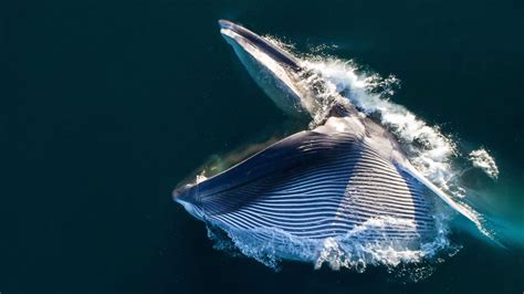 Here’s how some whales eat without choking down water | Science News