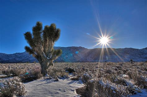 Mojave Desert Snow and Joshua Tree