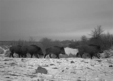 How Chernobyl has become an unexpected haven for wildlife