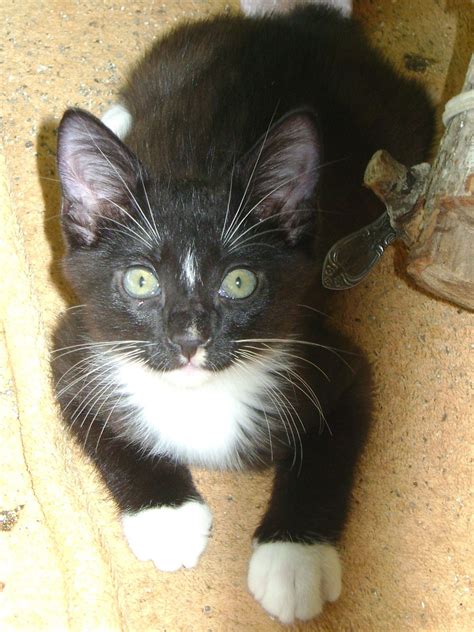 Black and White Manx Cat | Manx kittens, Singapura cat, Norwegian forest cat