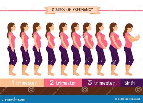 Pregnancy Stages Flat Vector Illustration. Pregnant Woman and Birth Newborn Trimester ...