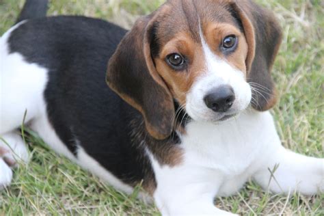 little beagle | Beagle puppy, Beagle dog, Beagle