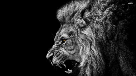 Lion Roaring 4K Ultra HD Wallpapers - Top Free Lion Roaring 4K Ultra HD Backgrounds ...