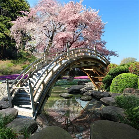 Sakura Garden Live Wallpaper - Apps on Google Play