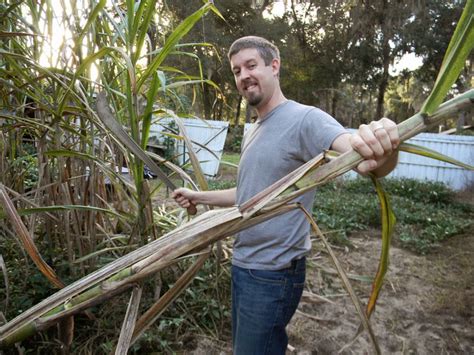 Sugar cane harvesting | The Survival Gardener