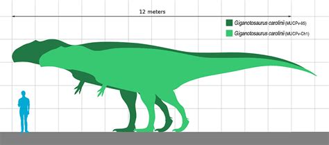 Just How Big Was Giganotosaurus? Was It a T-rex Killer? - A-Z Animals