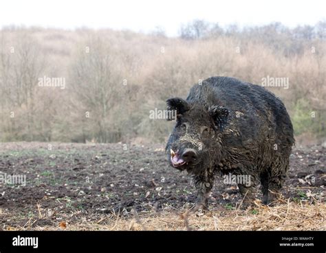 Giant Wild boar Stock Photo - Alamy