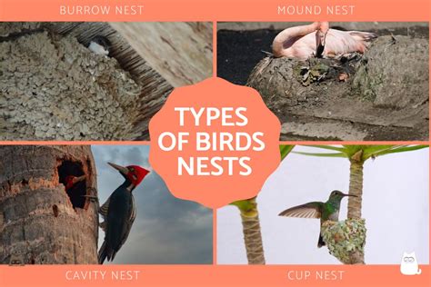 Different Types of Birds Nest - Pictures With Names