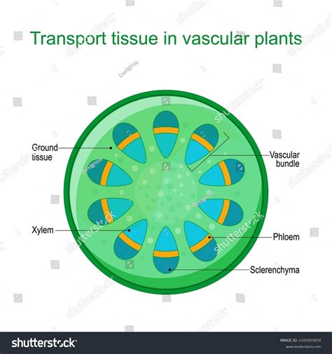 963 Vascular Tissue System Images, Stock Photos & Vectors | Shutterstock