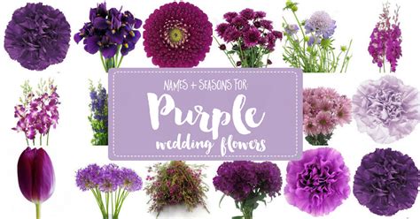 Complete Guide to Purple Wedding Flowers, Purple Flower Names + Pics