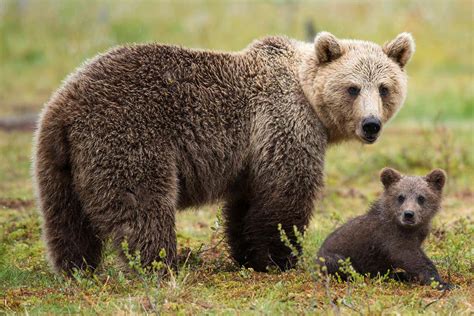 Female brown bears hang out near humans to keep cubs safe from males | New Scientist