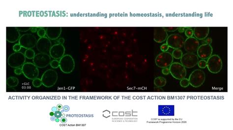 PROTEOSTASIS - European network to integrate research on intracellular proteolysis pathways in ...