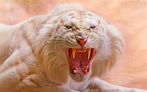 Angry White Tiger Wallpaper 754 4248x2655 - Wallpaper - HD Wallpaper