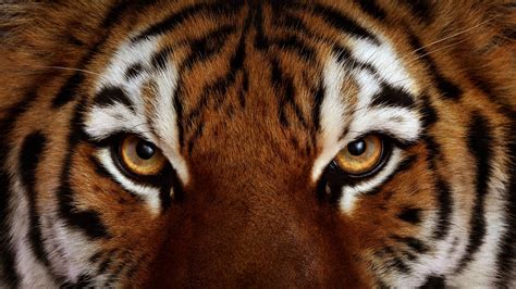 Tiger Face Wallpapers - Wallpaper Cave