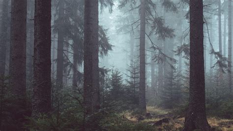 Foggy Forest Desktop Wallpapers - Top Free Foggy Forest Desktop Backgrounds - WallpaperAccess