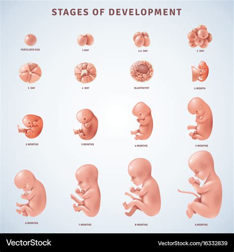 Stages human embryonic development Royalty Free Vector Image