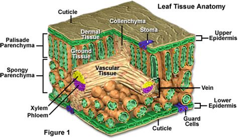 Molecular Expressions Cell Biology: Plant Cell Structure - Leaf Tissue Organization