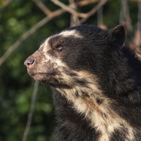 Spectacled Bear | Rainforest Alliance