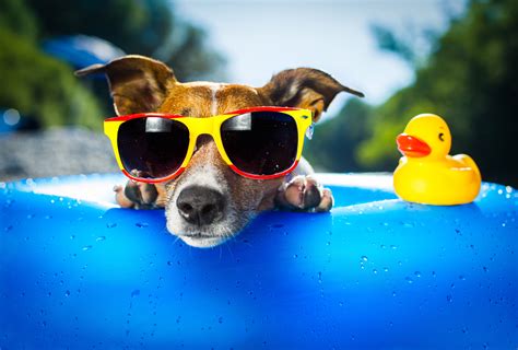 Dog Wearing Sunglasses, HD Animals, 4k Wallpapers, Images, Backgrounds, Photos and Pictures