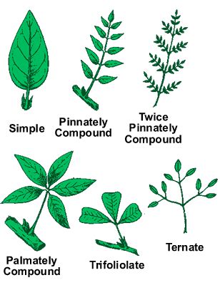 Types of Leaves - Study Page