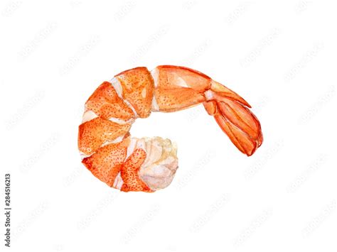 Watercolor hand drawn shrimp realistic illustration isolated on white. Stock Illustration ...