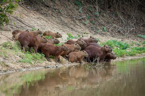 Herd of Capybaras | Sean Crane Photography