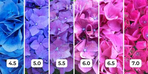 Hydrangea color chart 🌸🌈 Navigate hues for the perfect garden palette