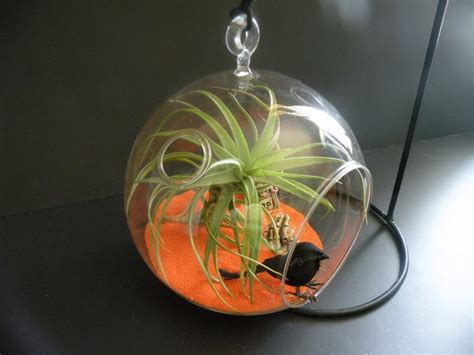 Unique Valentine Gift: Unusual Air Plants - Home Decoration Inspiration Ideas and Gifts ...