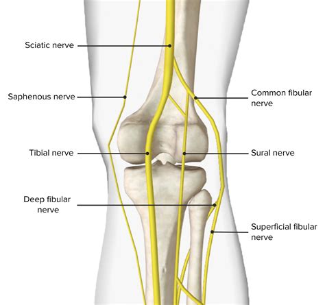 Popliteal Fossa: Anatomy | Concise Medical Knowledge