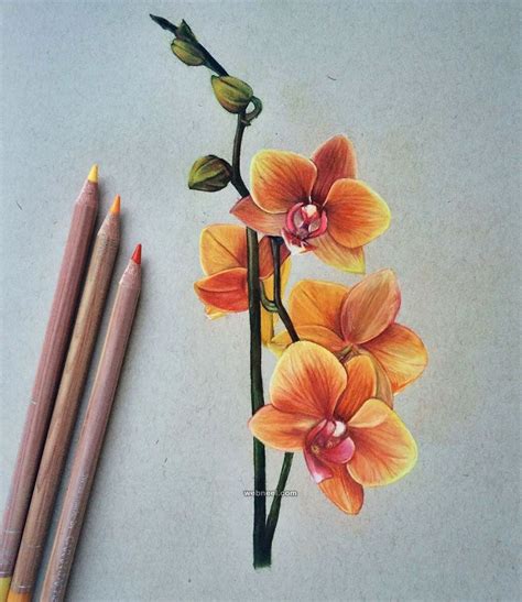 flower color pencil drawing by jennifer de boer | Color pencil art, Colorful drawings, Color ...