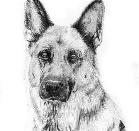 Learn to draw a german shepherd puppy dog step by step easy for beginners | Rock Draw