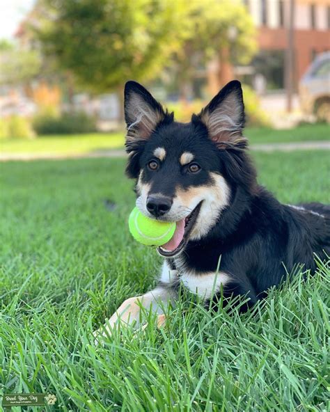 Stud Dog - Husky/Blue Heeler mix seeking a bitch - Breed Your Dog