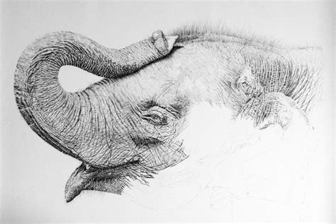 Elephant Pencil Sketch