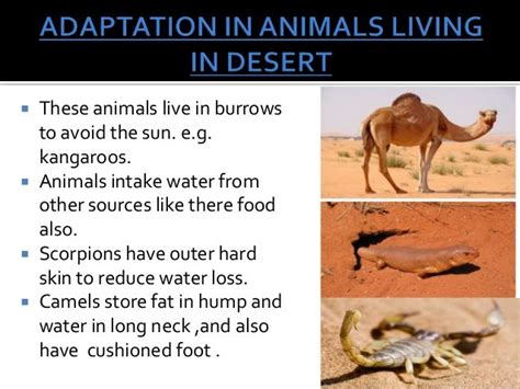 desert animals adaptations