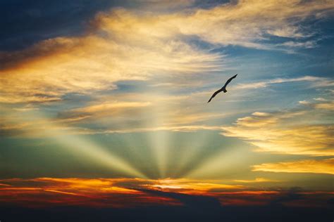 Bird Flying Sunset Evening View Clouds Beautiful Sky 5k, HD Nature, 4k Wallpapers, Images ...