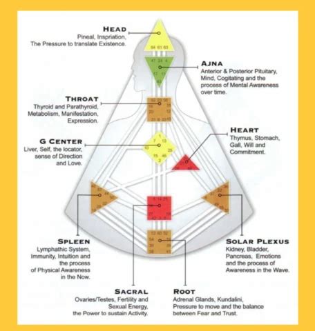 Human Design Chart Reading