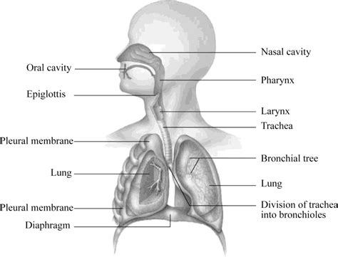 In the diagram below, label the parts of the respiratory system and the structures that enclose ...