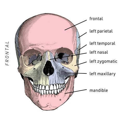 Human Anatomy Bones Labeled