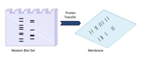 Western Blot – NC DNA Day Blog