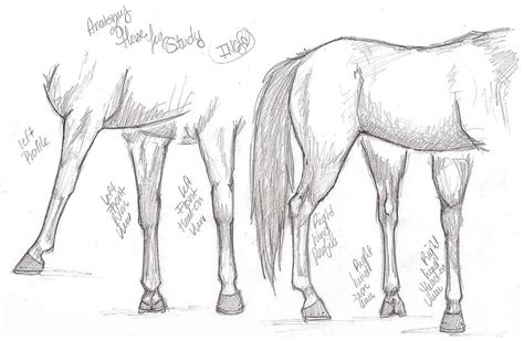 Horse Leg study by i-M-O-L on DeviantArt