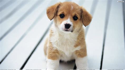 Cute Puppy Desktop Wallpaper (53+ pictures) - WallpaperSet